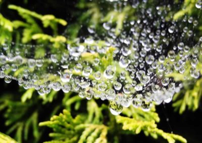 15.22_St-Pancras-Chapel_spiderweb-dewdrops