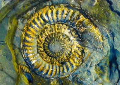 40.4_St-Pancras-Chapel_Kilve-fossil