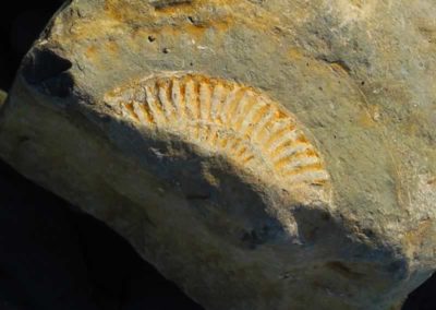 40.6_St-Pancras-Chapel_Kilve-Beach_ammonite-fossil